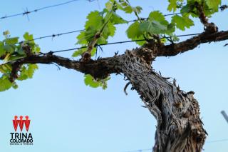 Bodega Trina Suites - 3