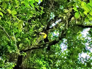 Maya Mountain Lodge - San Ignacio - 4