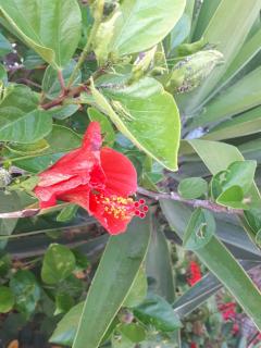 The Jasmine House - Olvera - 3
