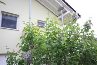 Windjammer - Ostseebad Koserow - 1