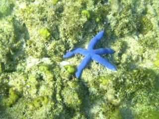 Blue Seastar Cottages - Agpudlos - 4