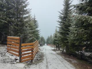 Woodland house - Sîntimbru-Băi - 7
