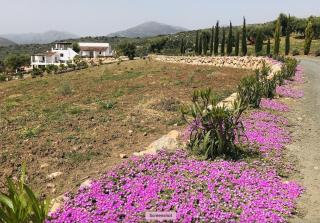 Finca Zayas Casa Rural & Guest Suites - Periana - 4