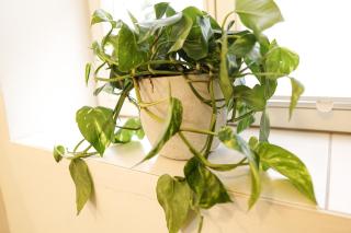 HOMY I Altbaucharme Netflix und WLAN - 4