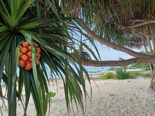 villa gilimakyah - Gili Air - 3