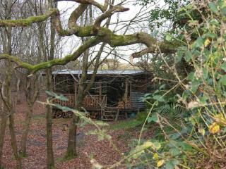 Secret Woodland Hideaway for two - 3