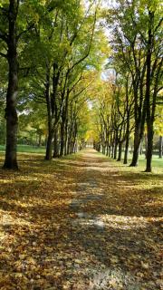 Logement central, calme, proche château et INSEAD - 2