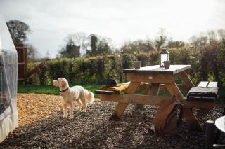 Tonic at The Little Retreat, Pembrokeshire - Kilgetty - 1