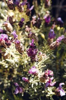 De Peppino Cabañas - 4