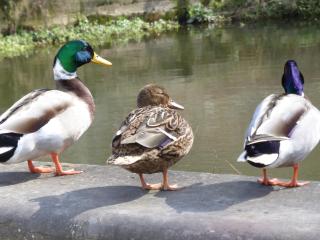 Studio's Park - Heverlee - Lovanio - 1