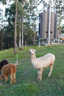 Gold Coast Tree Houses - Neranwood - 1