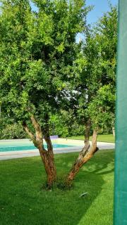 Villa Brancasi con piscina - 2