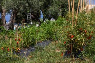 La Meridiana - Capo Vaticano - 5