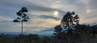 Estancia Café Cosecha Real - 0