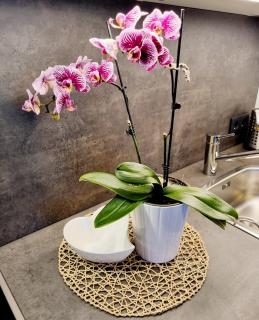 Appartements Falkner - Roppen - 2