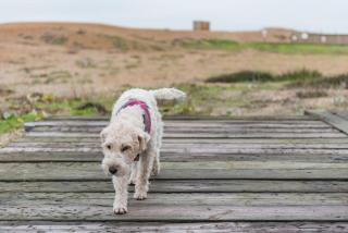 Sunray by Bloom Stays - Dungeness - 5