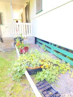 THE HILO HOMEBASE - Charming 3 Bedroom Hilo Home, with AC! - Hilo - 6