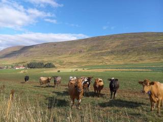 Þòrsmörk farm 12 min from Akureyri - Svalbarð - 2