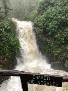 El Pinarejo - El Arenal - 1