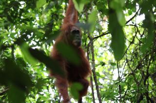 Town Hostel - Bukit Lawang - 6