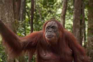 Bukitlawangtour and Accomodation - Bukit Lawang - 1