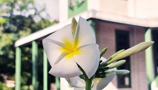 Oceania House Hotel - Bantam Village - 4