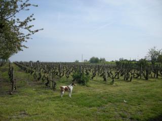 Charmante fermette près des Châteaux de Loire et Zoo de Beauval, terrain clos, dégustation de vin - FR-1-591-61 - Lye - 9