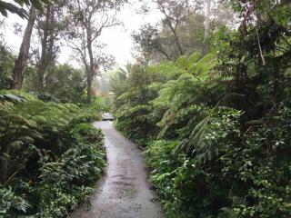 Peaceful Sanctuary in Hawaiian Cloud Forest - Kailua-Kona - 9
