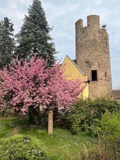 La jolie maison bleue, au coeur de l'Alsace - Kaysersberg - 7