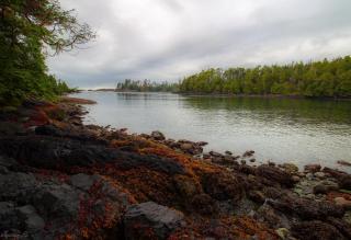 Waterfront Timber Frame Cottage! - Ucluelet - 5