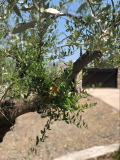 Filoxenos Estia-Houses - 5