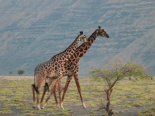 Lake Natron Maasai giraffe eco Lodge and camping - 2