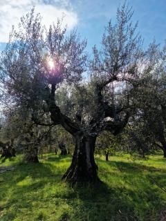 Poggio del Sole - Castiglione del Lago - 6