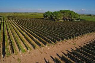 Cabañas Entre Hileras - 6