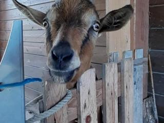 Évasion champêtre entre Ancenis et Nantes - Maison rénovée avec jardin clos, pêche et animaux - FR-1-306-873 - 6