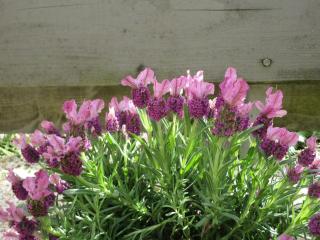 Maison charmante rénovée avec jardin près de Fontainebleau et de la forêt d'Orléans - FR-1-590-114 - 7