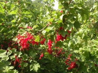 Gîte rénové avec grand terrain, proche d'Épinal, idéal pour balades et familiales - FR-1-589-87 - 7