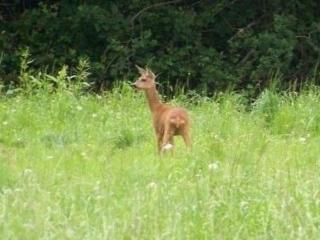 Maison rénovée en pleine campagne avec terrain, terrasse et équipements familiaux - FR-1-426-157 - 7