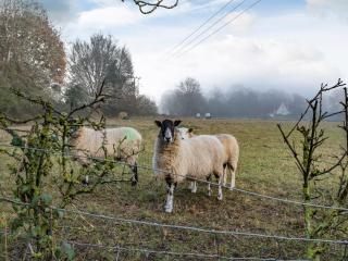 Larks Nest - Wortham - 3