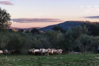 OLIVAE - Aracena - 4