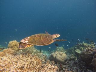Tropica Thoddoo Inn, Maldives - 1