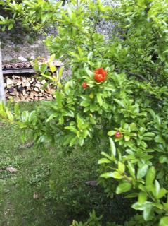3 rooms apartment whit balcony and lake wiew - Malcesine - 6