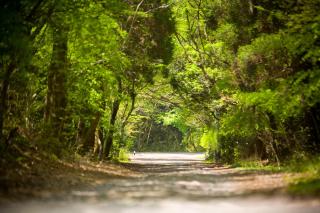 Forest Inn Born - Yufu - 3
