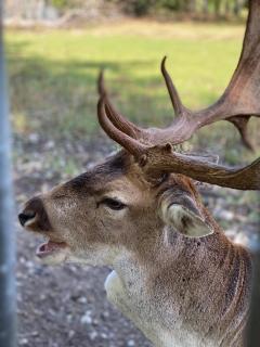 Ferienhaus International - 1