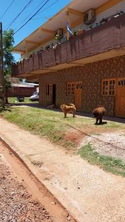 LOS CHOW CHOW - Posadas - 5