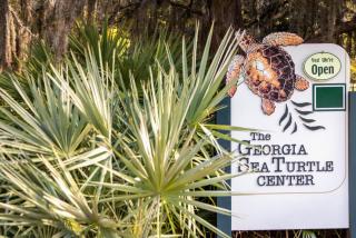Holiday Inn Resort Jekyll Island by IHG - 1