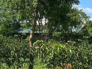 mango villa wilpattu - 2