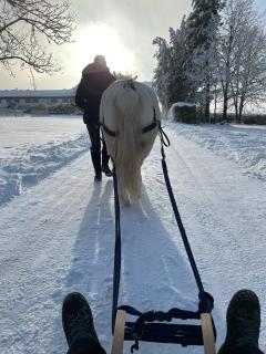 Pferdehof Thomayer - Strasswalchen - 2