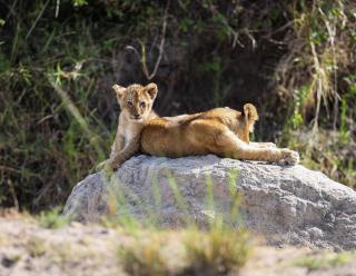 Mara Elatia Camp - 6