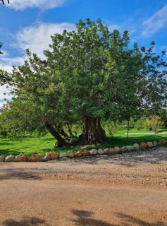 Quinta da Romã - Olhão - 2